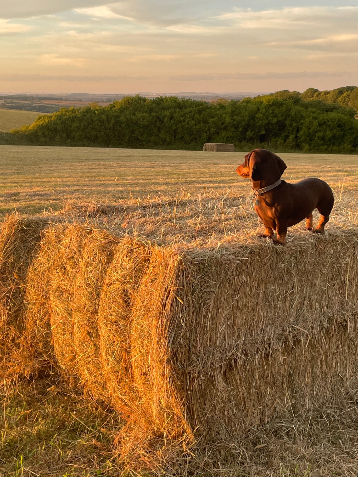 Buddy the dachshund standing on a hay bale at sunset